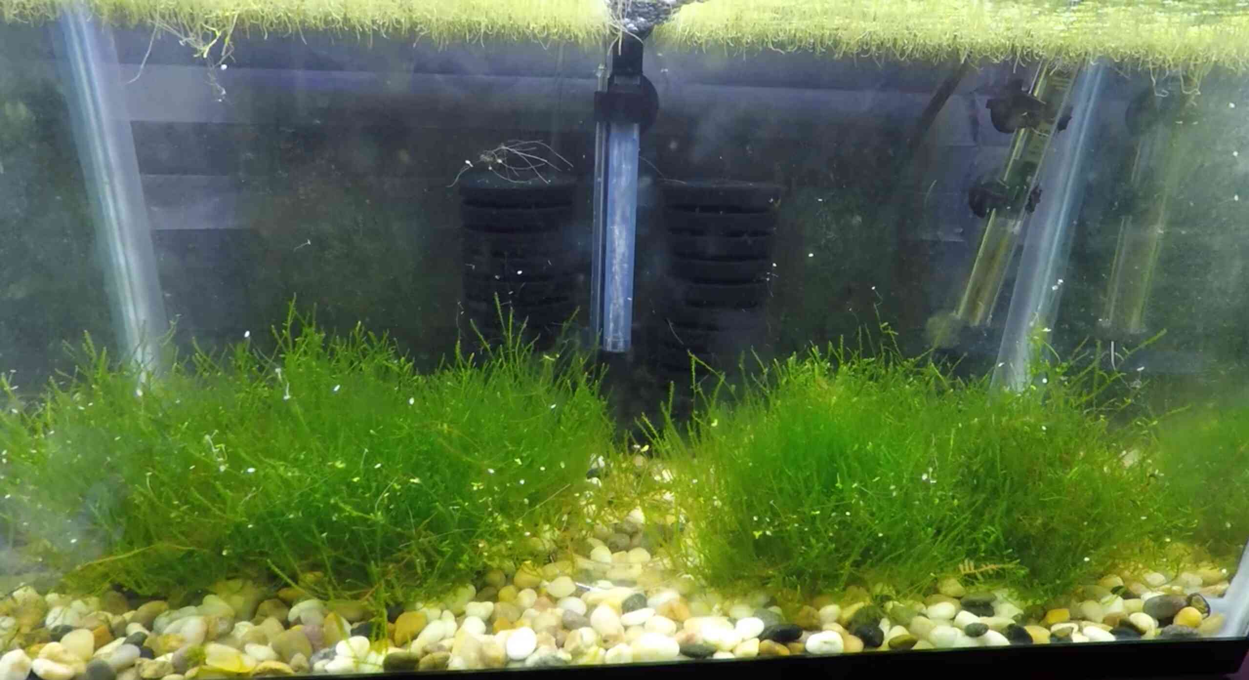 First Shrimptank