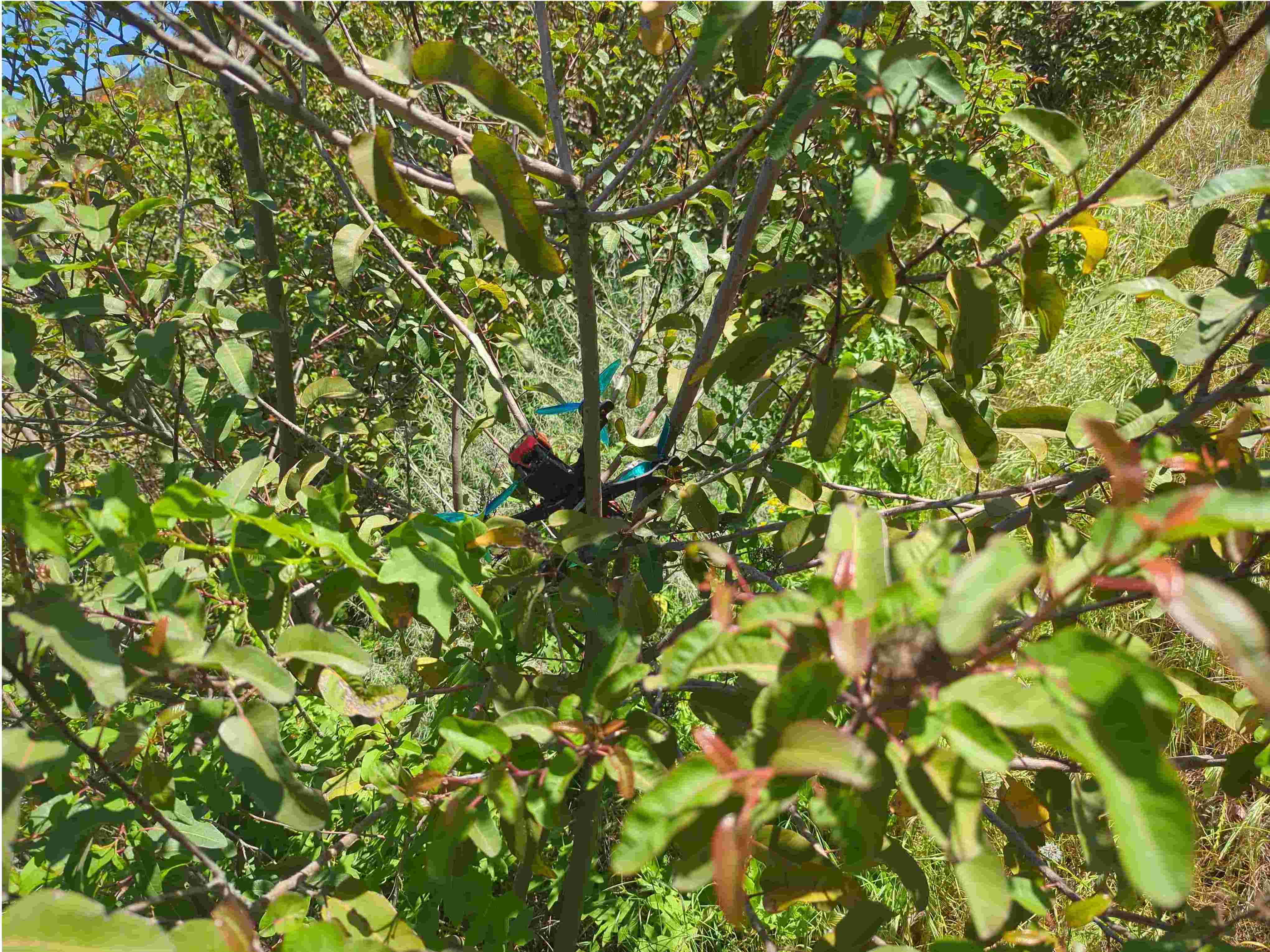 Drone In Tree