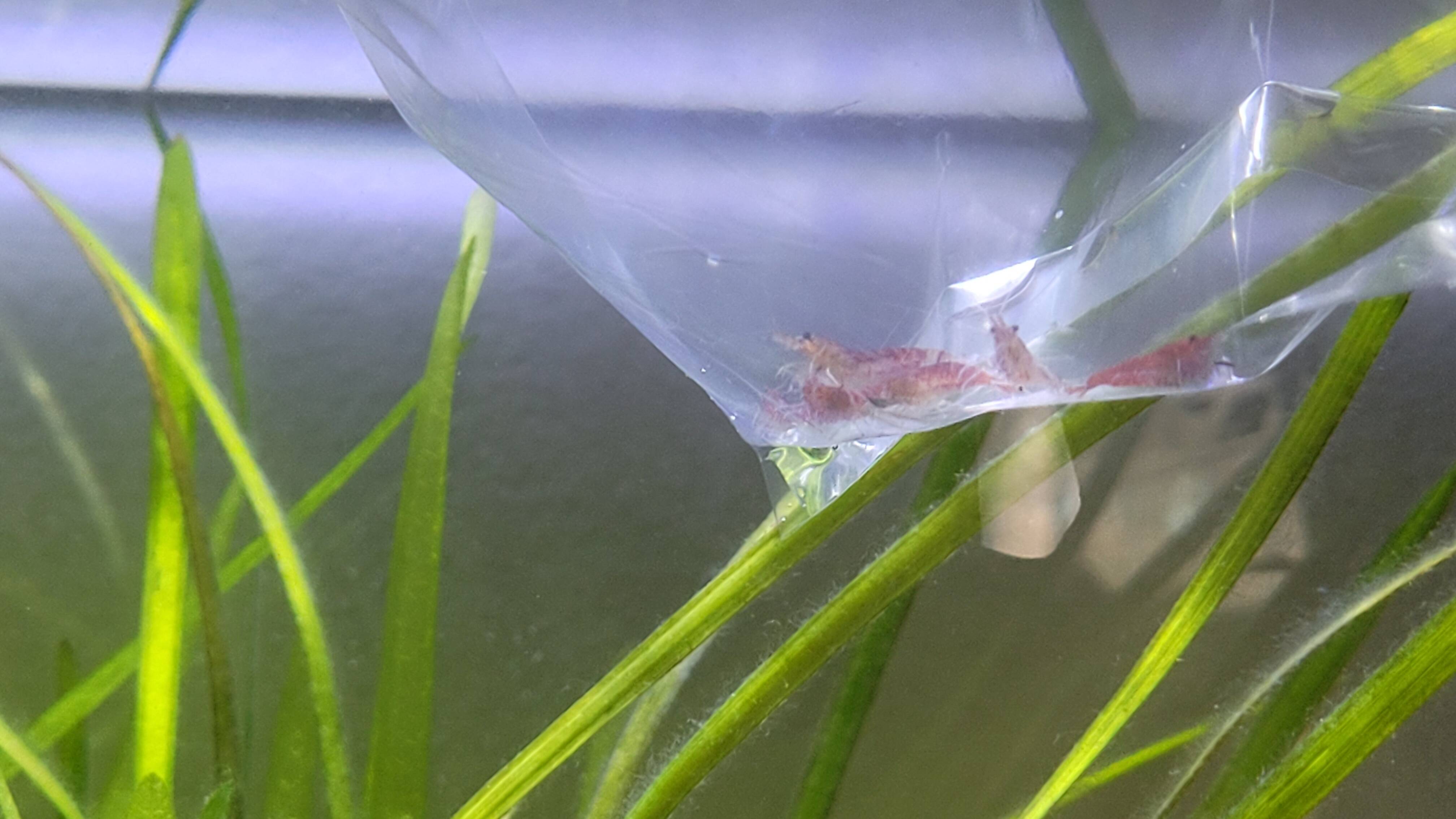 Cherry Shrimp