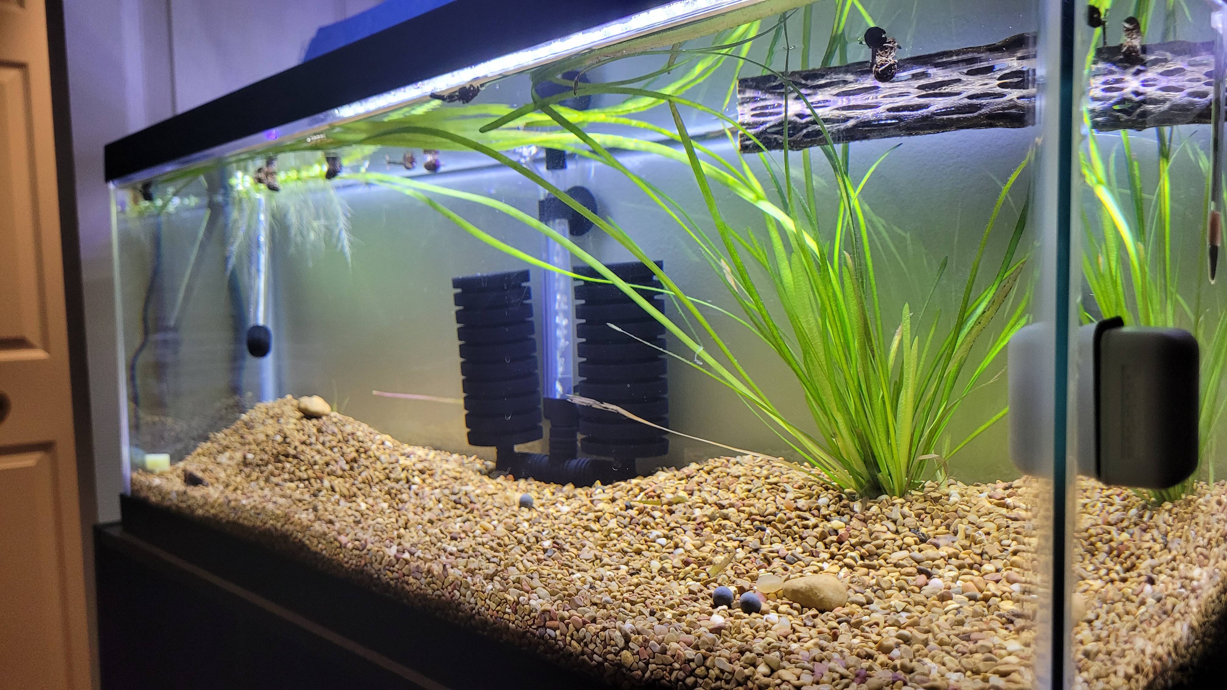 Fishtank With Plants